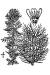 200601 Whorl-Leaf Milfoil (Myriophyllum verticillatum) - USDA Illustration.jpg