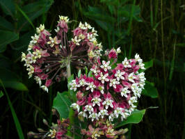 Milkweed, common/200307190938 Common Milkweed (Asclepias syriaca L.) - Isabella Co.jpg
