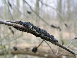 Black Knot/200603120081 Black Knot fungus (Dibotryon morbosum) - Clinton River, Oakland Co.JPG