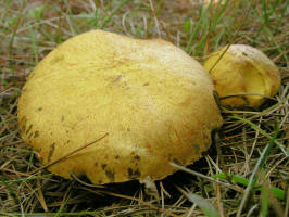 Bolete Fungi (Suillus L)/200509049410 Bolete Fungi (maybe Suillus placidus) - Manitoulin Island.jpg