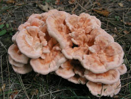 Ochre Fungus/large pink mushroom/200608172729 large pink mushroom - Oakland Co.JPG