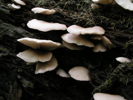 Oyster Mushroom/200508048592 Oyster mushroom (Pleurotus ostreatus) - Bob's Lot, Manitoulin.jpg