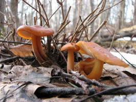 Early Snow Mushroom/20080322170203 Unknown Gill Fungus - Isabella Co.JPG