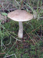 200006240169 mushroom.jpg (659487 bytes)