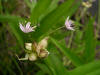 200506186897 Meadow Garlic (Allium canadense L.) - Isabella Co.jpg