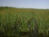 200207140805 Pickerel-weed (Pontederia cordata - Lk St Clair.jpg