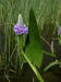 200207140807 Pickerel-weed (Pontederia cordata - Lk St Clair.jpg