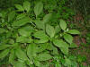 200508239216 American pokeweed (Phytolacca americana) - Oakland Co.jpg