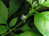 200508239218 American pokeweed (Phytolacca americana) - Oakland Co.jpg