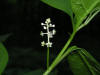 200508239232 American pokeweed (Phytolacca americana) - Oakland Co.jpg