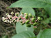 200509249607 American Pokeweed (Phytolacca americana) - Oakland Co.jpg