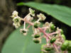 200509249609 American Pokeweed (Phytolacca americana) - Oakland Co.jpg