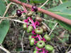 200509249615 American Pokeweed (Phytolacca americana) - Oakland Co.jpg