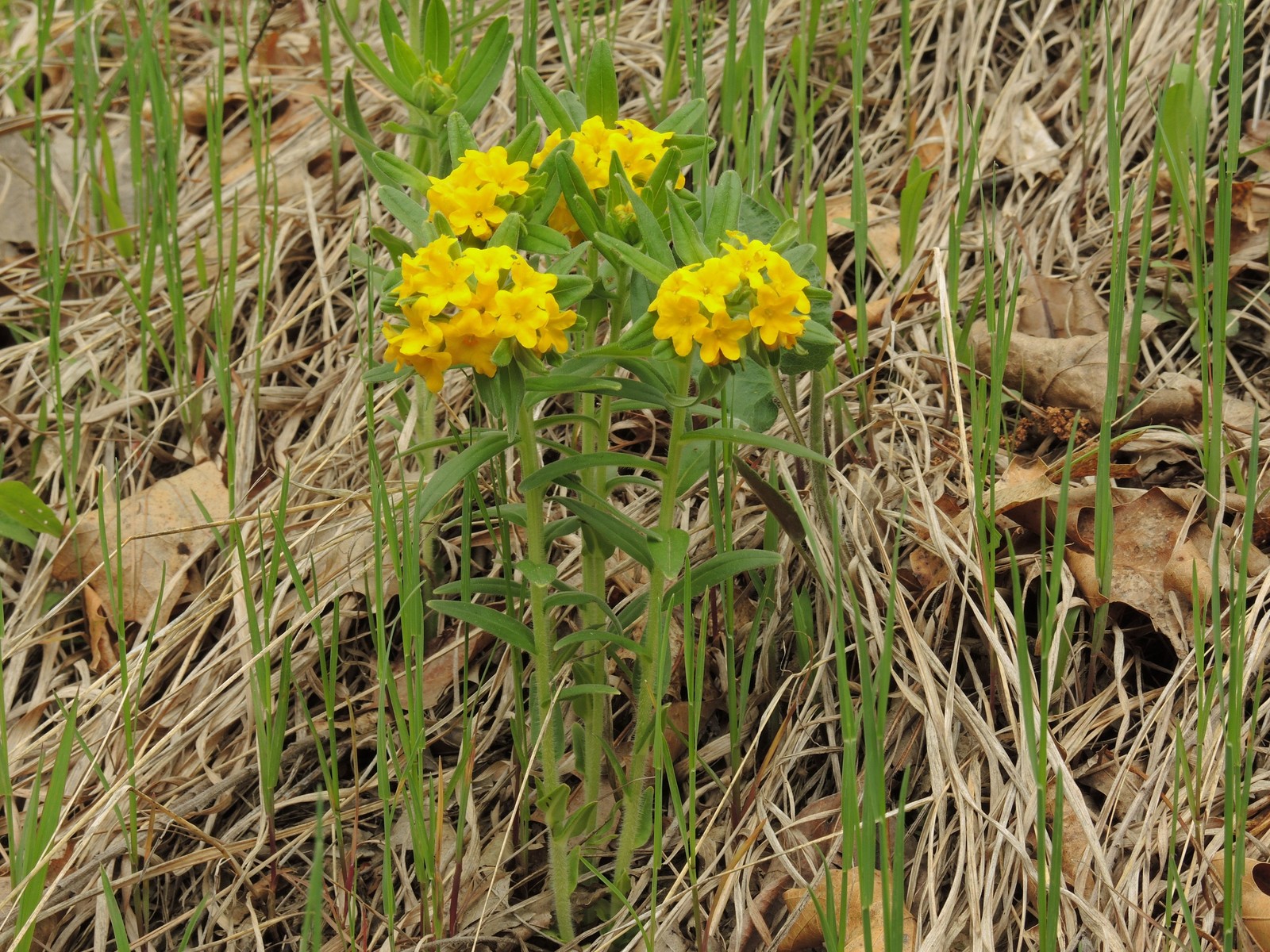 201505161450001 hoary Puccoon (Lithospermum canescens) yellow flowers - Paint Creek Trail - Gunn Rd.JPG