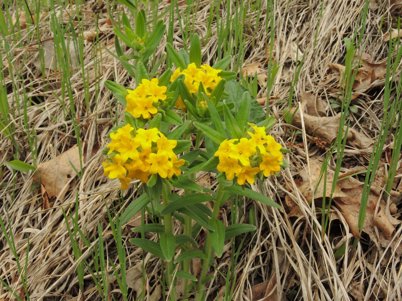 201505161452002 hoary Puccoon (Lithospermum canescens) yellow flowers - Paint Creek Trail - Gunn Rd.JPG
