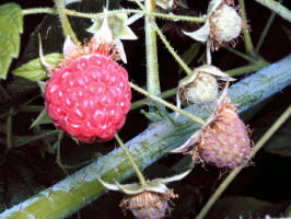 American Red Raspberry/200007260751 American Red Raspberry (Rubus idaeus L.) - Bob's lot.jpg