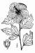 200809 Rose of Sharon (Hibiscus syriacus) - USDA Illustration.htm