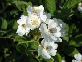 Rose L/200306210581 Wild White Rose - Mt Pleasant.jpg