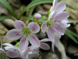 Narrow-leaved Spring Beauty/200505015550 Narrow-leaved or Virginia Spring-beauty (Claytonia virginica) - Saginaw Co.jpg
