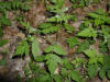 200205210543 Sweet Cicely (Osmorhiza claytoni) - Chelsea.jpg