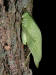 200209180236 Katydid on White Ash (Fraxinus americana) tree bark.JPG
