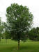 200406211624 White Ash (Fraxinus americana) Trees - Oakland Co.JPG