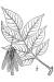 200602 White Ash (Fraxinus americana) - USDA Illustration.jpg