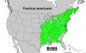 200602 White Ash (Fraxinus americana) - USGS Distribution Map.jpg