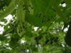 200506186925 American Basswood (Tilia americana) - Isabella co.jpg