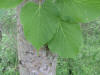 200506186926 American Basswood (Tilia americana) - Isabella co.jpg