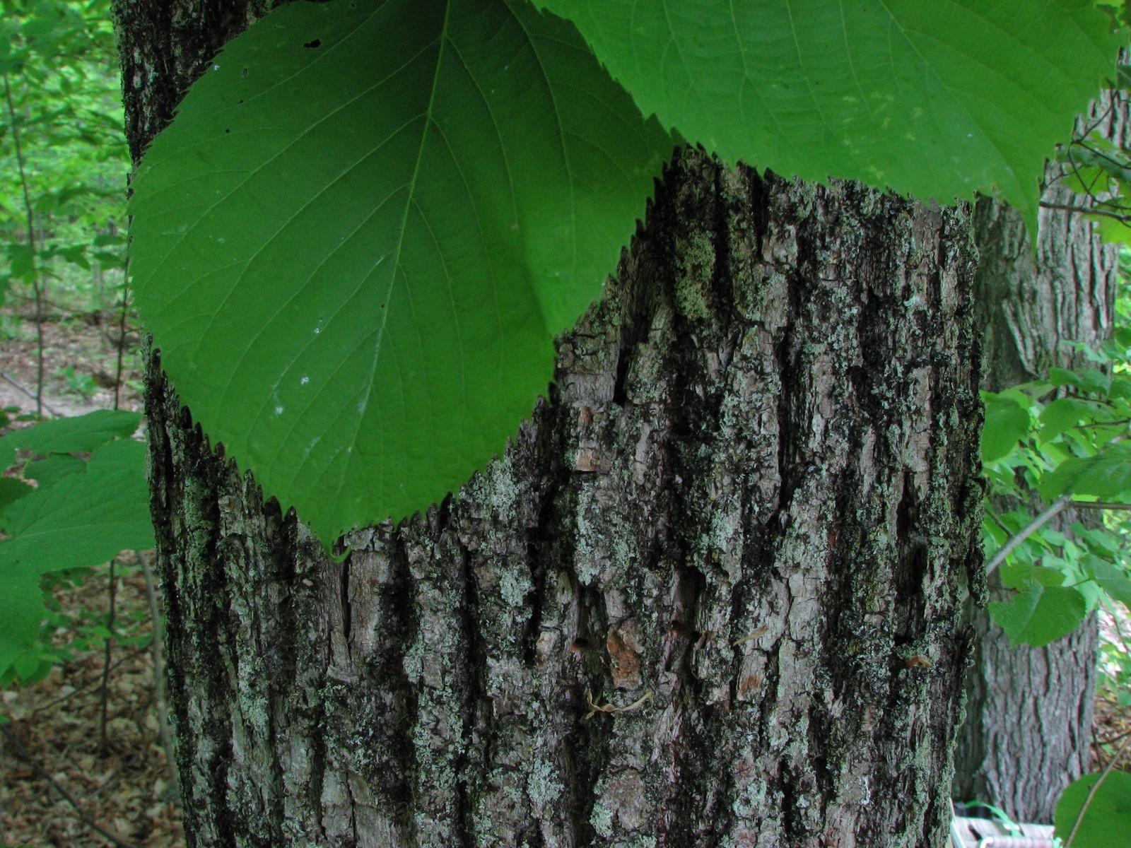 20070602100206 Basswood (Tilia americana) tree - Manitoulin.JPG