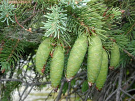 White Spruce/200207050067 White Spruce cones (Picea glauca) - Manitoulin, ON.JPG