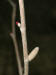 200303290164 Beaked Haleznut (Corylus cornuta) tree flowering.JPG
