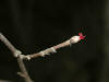 200303290165 Beaked Haleznut (Corylus cornuta) tree flowering.JPG
