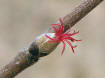 200404030170b Beaked Hazelnut (Corylus cornuta) female Flower - Isaballa Co.jpg