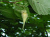200508058810 Beaked Hazelnut (Corylus cornuta) - Bob's lot, Manitoulin.jpg