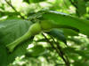 200606241837 Beaked Hazelnut (Corylus cornuta) - Isabella Co.JPG