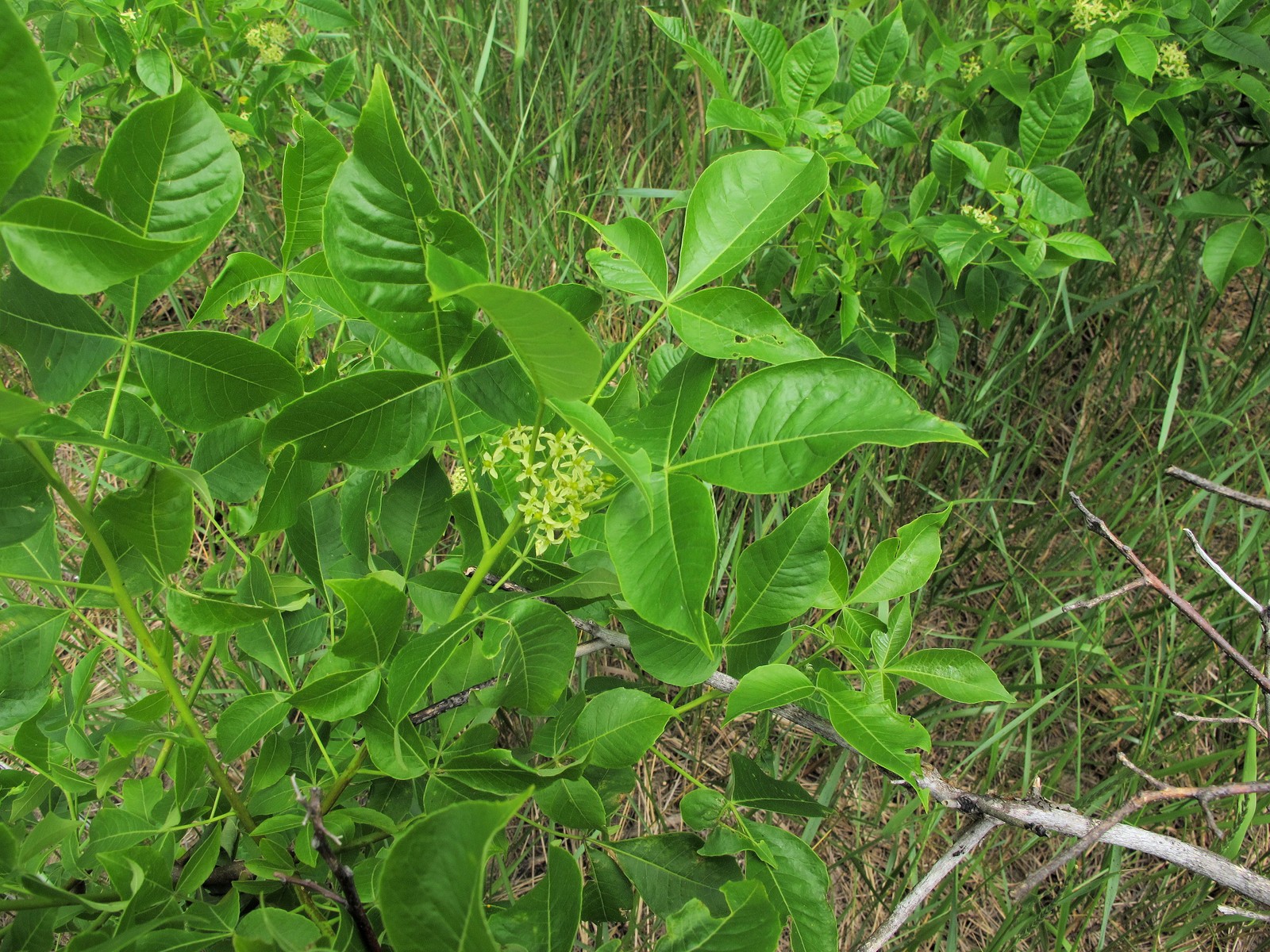 201106121425039  common Hoptree (Ptelea trifoliata) - Point Pelee, ON.JPG