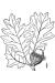 200511 Bur Oak (Quercus macrocarpa) - USDA Illustration.jpg