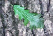 200511 Bur Oak (Quercus macrocarpa) - USDA Photo.jpg
