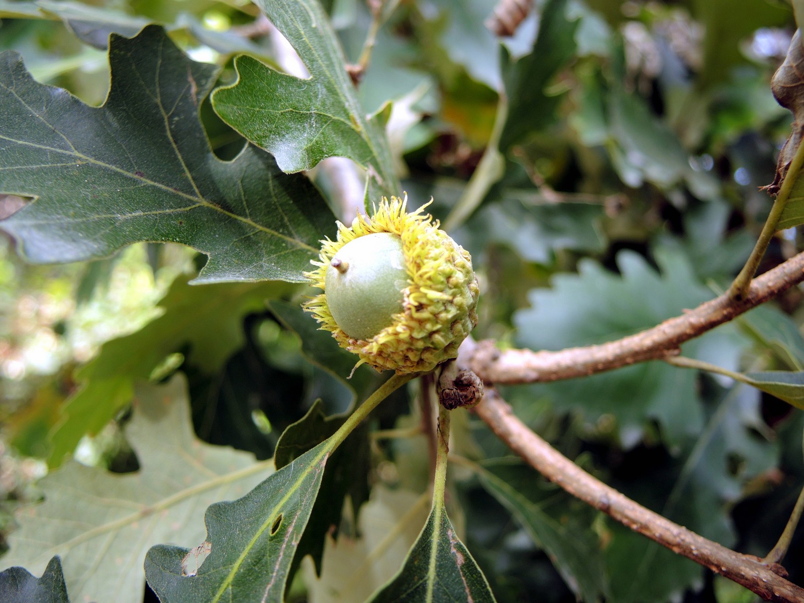201309081518003 Bur Oak Acorns (Quercus macrocarpa) - Oakland Co, MI.JPG