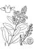200601 European aka Common Privet (Ligustrum vulgare) - USDA Illustration.jpg