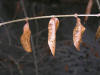 200601020096 European aka Common Privet (Ligustrum vulgare) leaves - Oakland Co.JPG