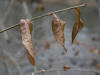200601020102 European aka Common Privet (Ligustrum vulgare) leaves - Oakland Co.JPG