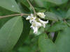 200606111621 European aka Common Privet (Ligustrum vulgare) - Oakland Co.JPG