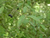 200606111624 European aka Common Privet (Ligustrum vulgare) - Oakland Co.JPG