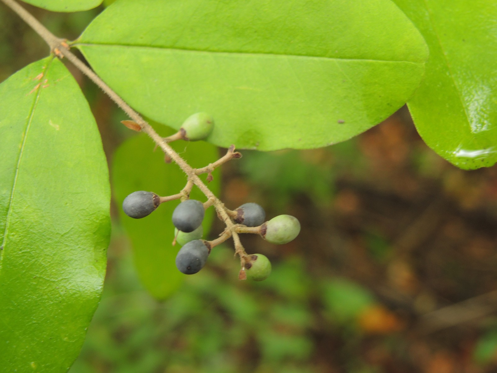 201510041412342974 European aka Common Privet (Ligustrum vulgare) dark blue berries - Bald Mountain R.A., Oakland Co, MI.JPG