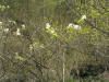 200405020549 Downy Serviceberry or Juneberry (Amelancher arborea) - Isabella Co.htm