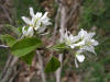 200405020562 Downy Serviceberry or Juneberry (Amelancher arborea) - Isabella Co.htm