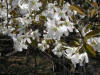 200504305472 Downy Serviceberry or Juneberry (Amelanchier arborea) - Isabella Co.htm